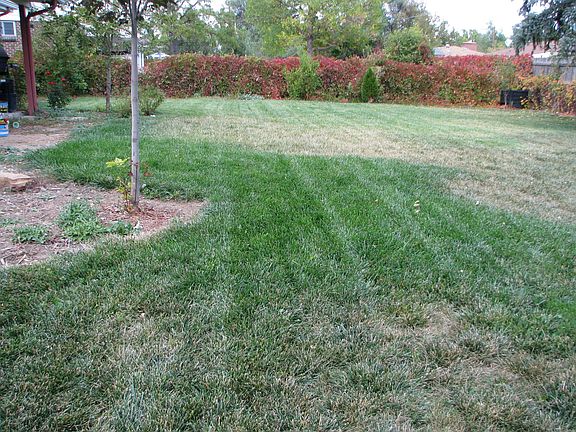 Big Backyard