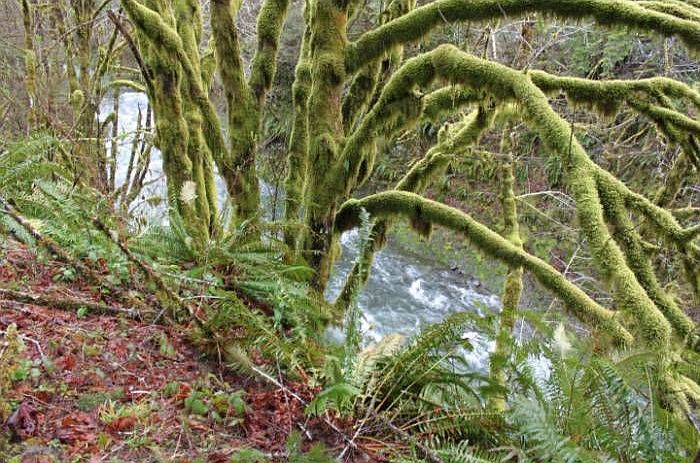 2nd image of 36305 Wilson River Hwy