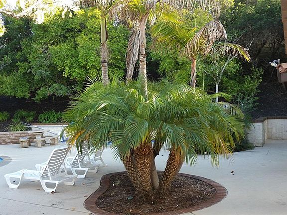 community pool/spa/tennis