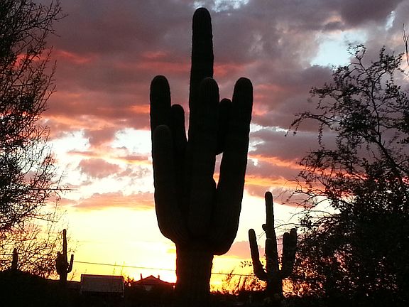 w side yard w/ yr saguaros