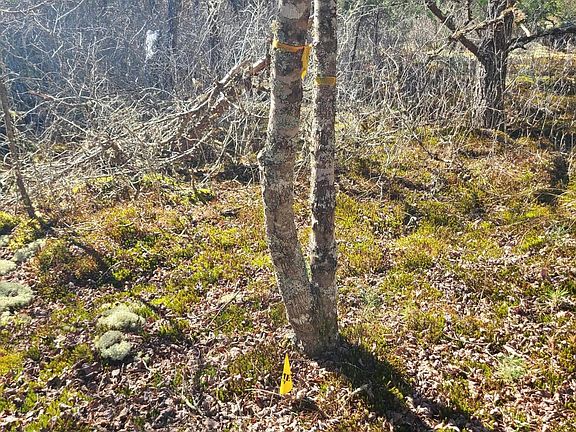 4th image of 616 Coon Hollow Rd