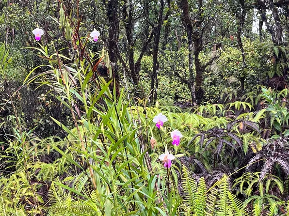 Wailele St Lot 38, Mountain View, HI 96771