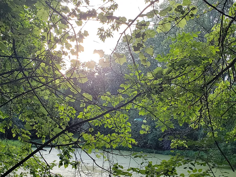 View of the pond