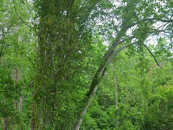 130 E 26th St, Sanford, FL 32773