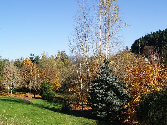 View Of Trees From Deck