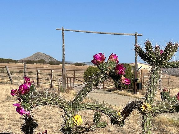 Private entrance to property--prickly pear in bloom