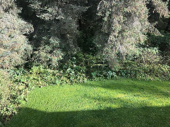 Backyard view from deck