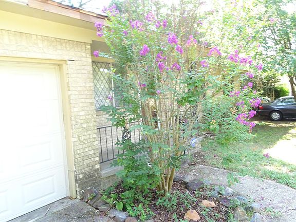 Crape Myrtle by Front Porch