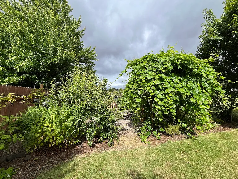 Pear tree and table grapes.