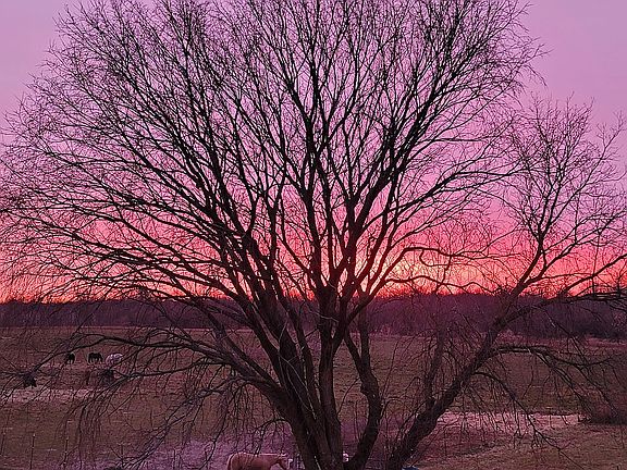 Amazing sunsets

