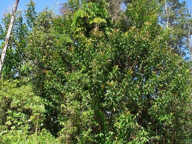2nd image of Ohia Dr Lot 6
