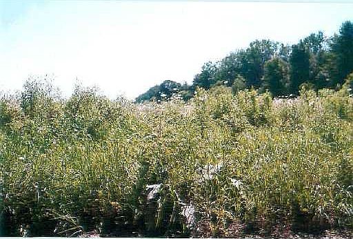 2nd image of 10101 Hitchingham Rd