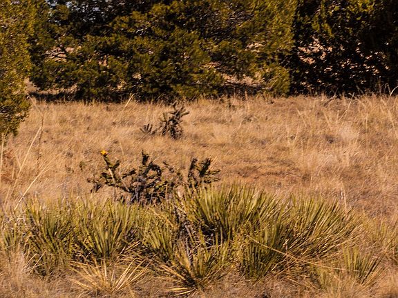 2nd image of Rio Cucharas Lot 444