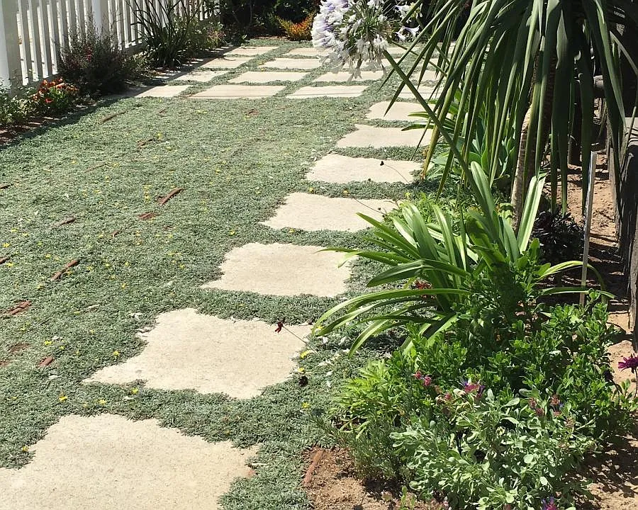 Front Yard