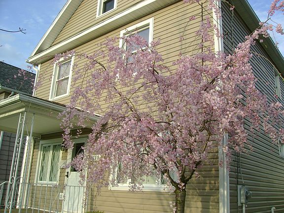 March 2012, tree in bloom