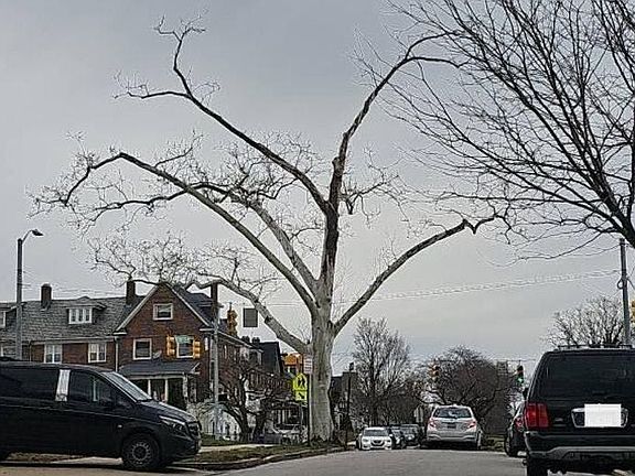4th image of 523 Wildwood Pkwy