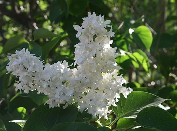 White lilacs - front yard
