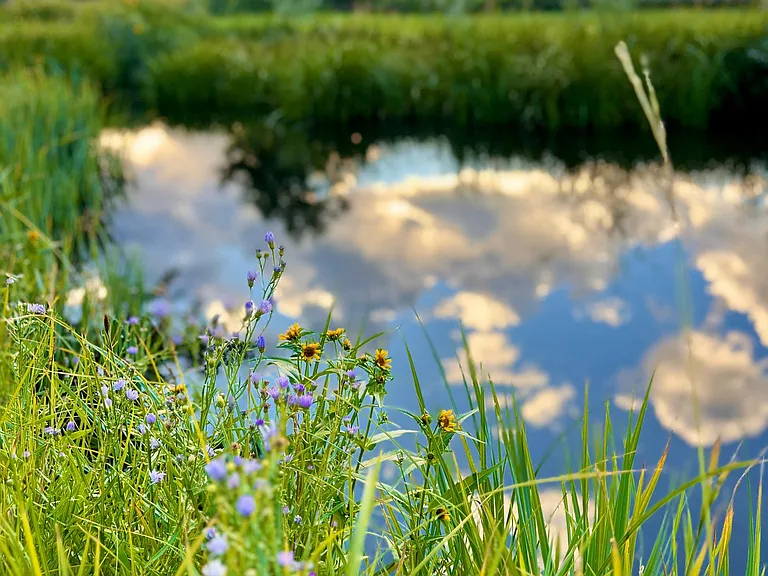 North side pond
