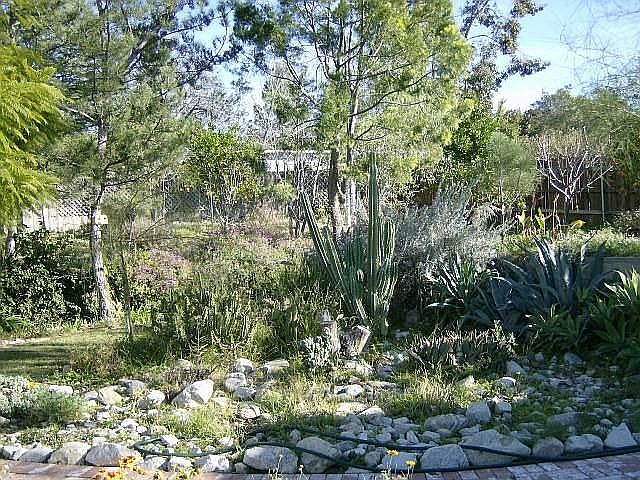 Desert garden