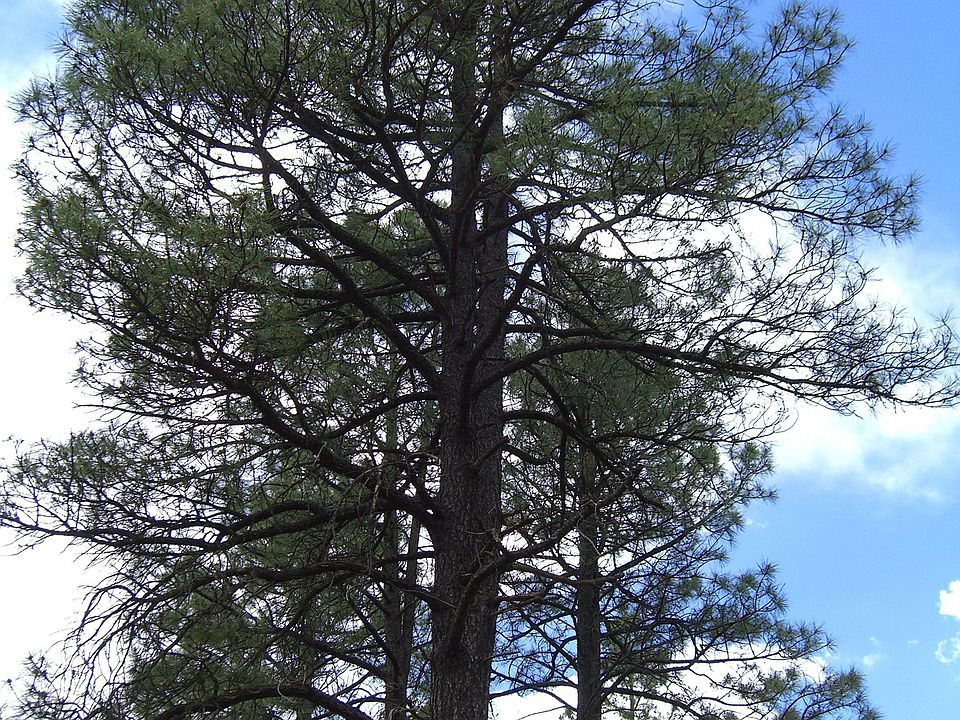 Tall Pines