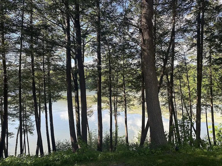 Backyard view