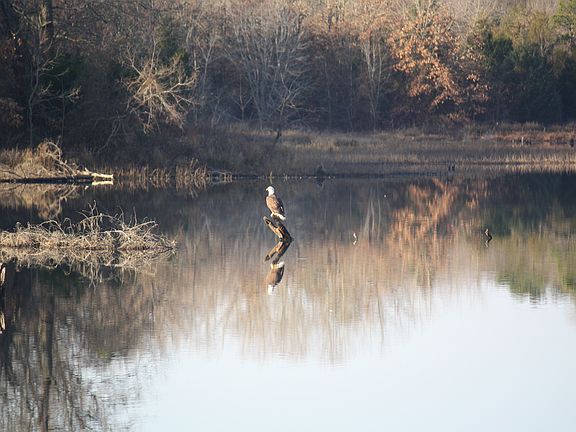bald eagle