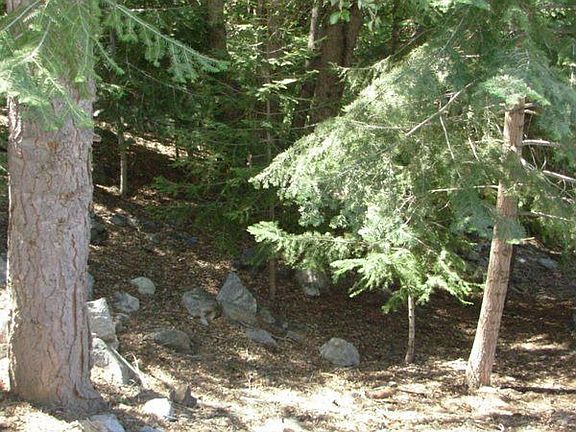 Forest Like Back Yard