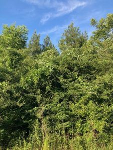 Xx Graham Aultman Rd, Collins, MS, 39428