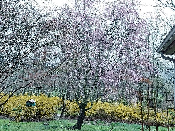 Dogwood azelia forsithia etc