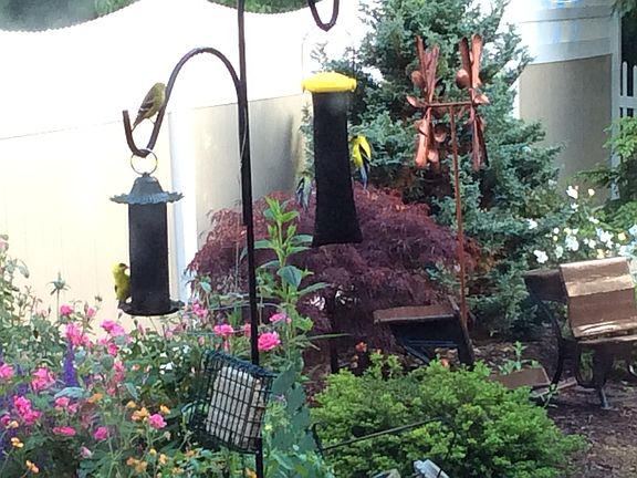 Gold finches love the yard