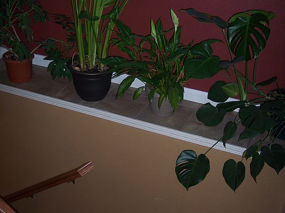3rd image of 17342 Rachel Ave