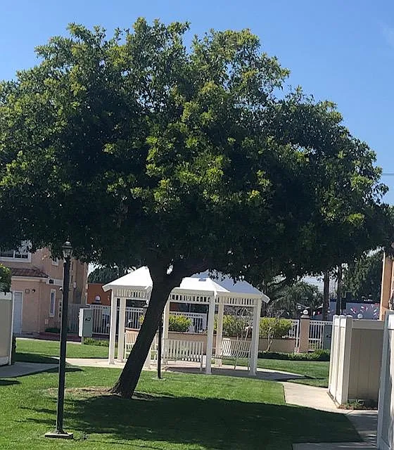 Building Photo - 4036 Rosemead Blvd #44