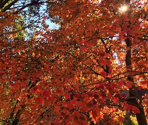 Deck in Fall