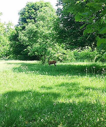 1669 E. Chicago St. Elgin