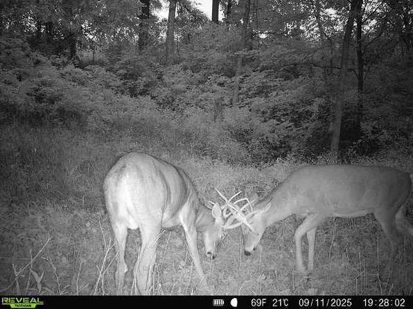 40 Acre Lot Walnut Lane #1241, 1242, Richland Center, WI 53581