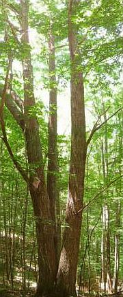 Hardwood trees on propert
