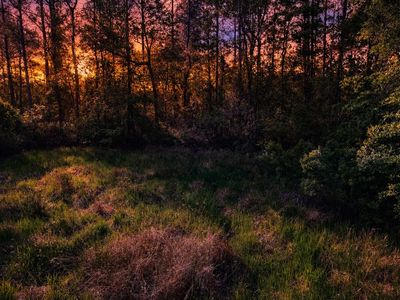 NE 47th Pl, Silver Springs, FL, 34488
