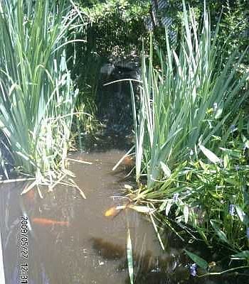 3000 gallon Koi pond w/ waterfall