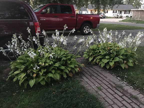 2nd image of 421 N Carole Ave