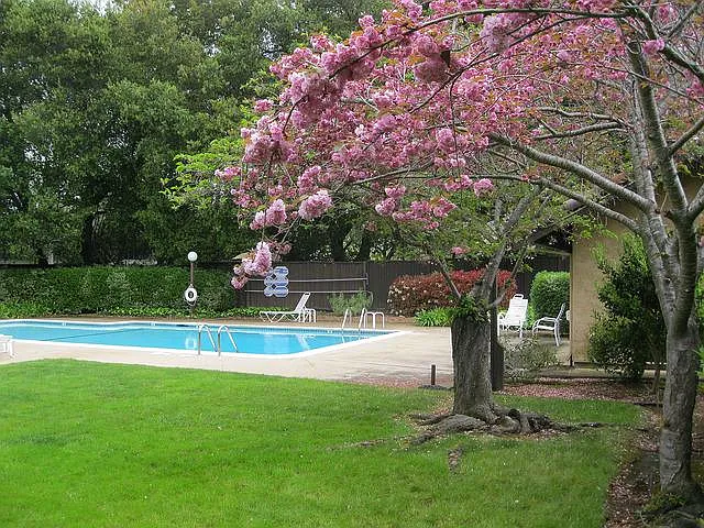 Community Pool Has a huge Lawn Area - 1951 Sorrento Ct