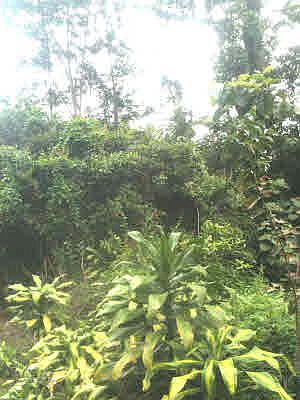 2nd image of Puni Mauka Loop N Lot 10