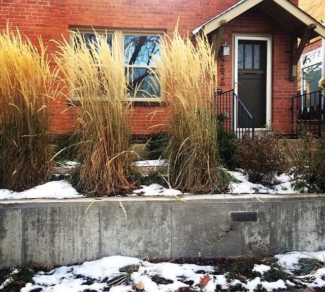 Street view, new landscaping