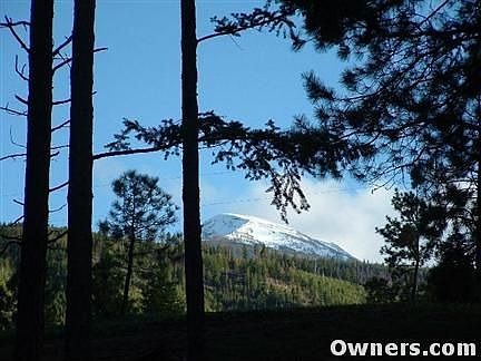 Looking thru the trees at Lolo Peak