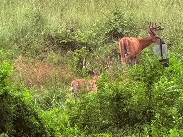 0 Youngers Creek Rd, Elizabethtown, KY 42701