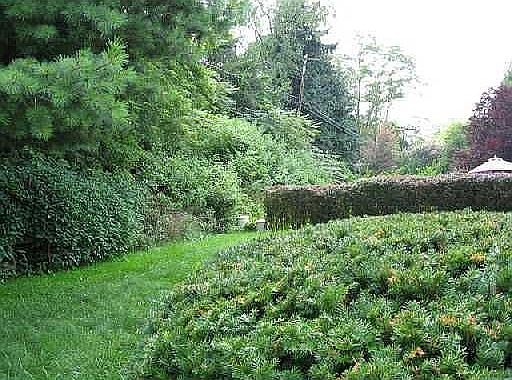 View of backyard.