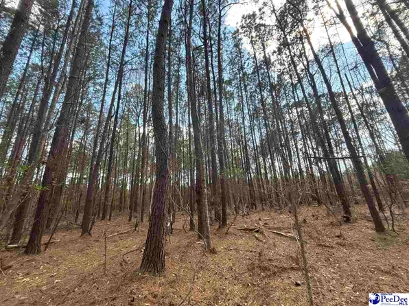 E Springbranch Rd, Effingham, SC 29541
