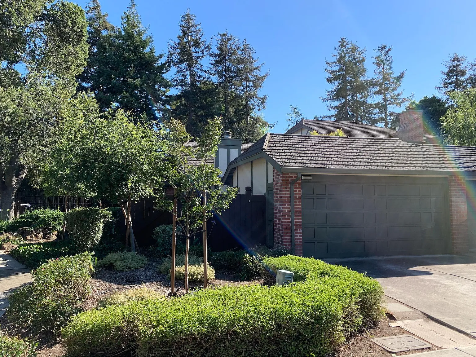 34337 Gadwall Cmn — Photo 1