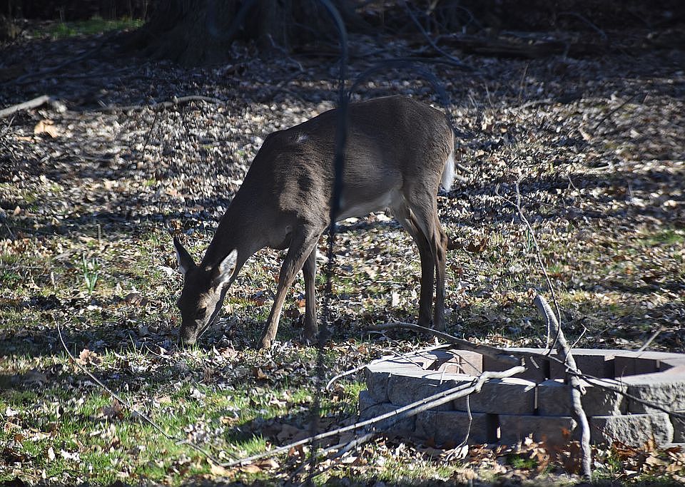 deer roam the woods