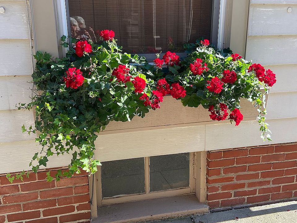Geraniums in window boxes