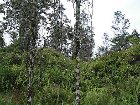 1st image of King Kamehameha Blvd Lot 74